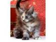 Maine Coon kittens for sale. The cattery 