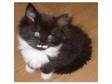 Very Fluffy Black & White Kitten For Sale. female,  ready....