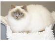 Lilac Point Birman female required
