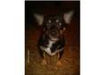 Gorgeous Pure Chihuhua Girl £650. HERE I HAVE MY LOVELY....