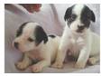 Jack Russell Puppies,  boys and girls,  nice markings, ....