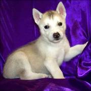 Beautiful Blue Eyes Siberian Husky Puppies for Sale