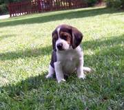 Affectionate Beagle Puppies For Sale