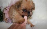 Brussels Griffon Puppy For Sale