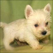 West Highland Terrier puppies for lovely home