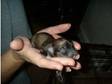 Very Very Small 3 4 Chihuahuas 