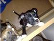 Ready Staffie Puppy For Sale £250. Hi there my girl had....