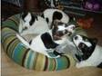 Home reared Jack Russell Puppies,  Brilliant temp,  nicely....