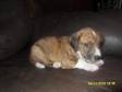 2 JACK Russell x Puppies,  I have 2 beautiful Brindle....