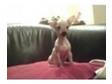chinese crested puppies. compleatly hairless chinese....