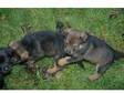 German Shepherd X Rottweiler Pups. Mum is a KC....