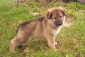 home traine german sherpered    puppies for sale now 
