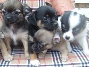 Chihuahua puppies long haired